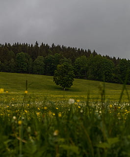 træ, græsfelt, Mark, Tjekkiet, eng, græs, flora, plante, natur, šumava nationalpark, udendørs, græsarealer, Skov, blomstre, regel af tredje, tapet, naturfotografering, gul, grøn, Tamron, blad, vækst, skønhed i naturen, jord, ro, rolig scene, landskab, himmel, scenics - natur, miljø, grøn farve, blomst, ingen mennesker, dag, ikke-urbane scene, blomstrende plante, 4K, CC0, offentligt domæne, royaltyfrie