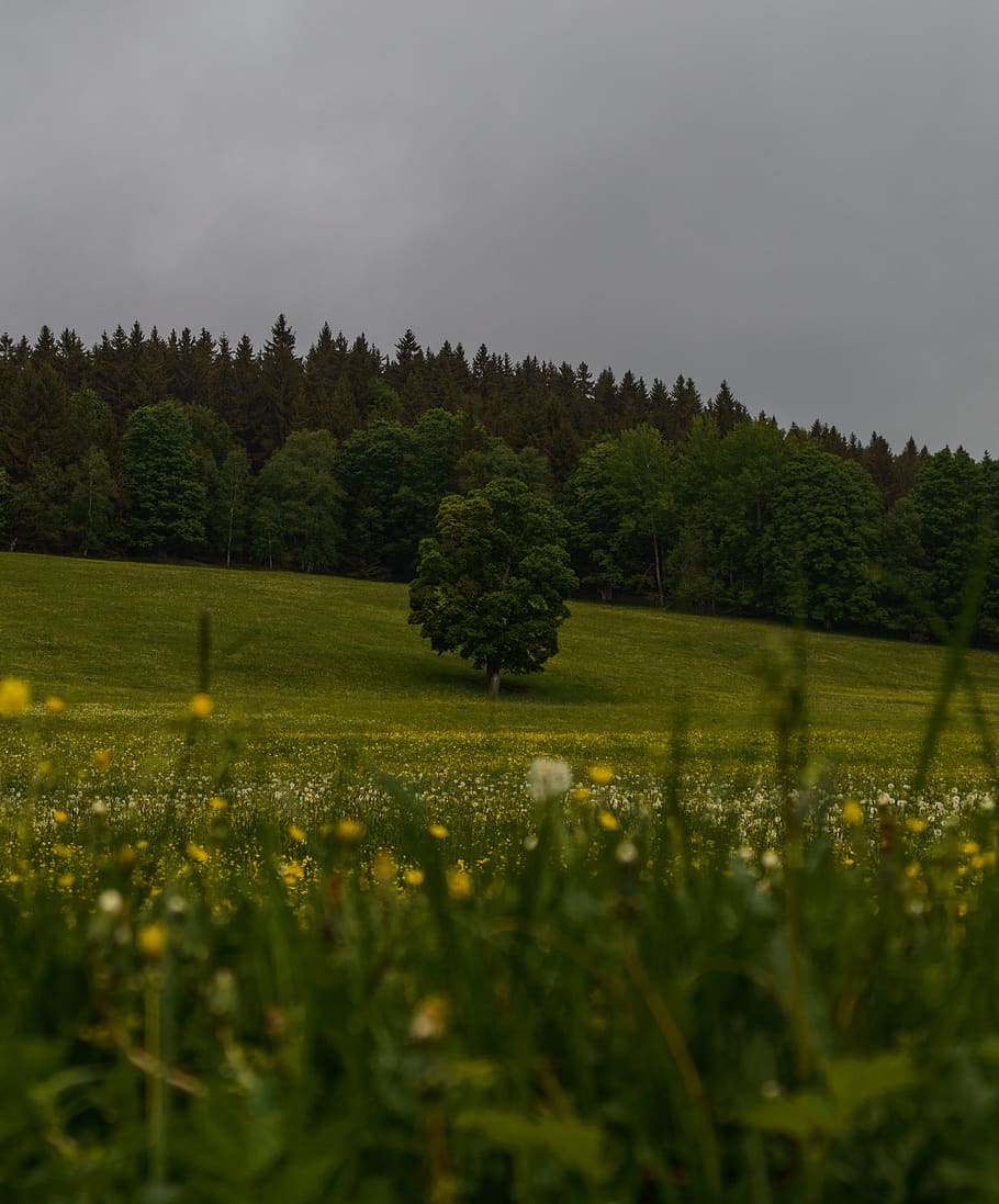 arbre, camp de gespa, camp, czechia, prat, herba, flora, planta, naturalesa, Parc nacional šumava, a l'aire lliure, pastures, bosc, flor, regla del tercer, fons de pantalla, fotografia de natura, groc, verd, tamron, full, creixement, bellesa a la natura, terra, tranquil·litat, escena tranquil·la, paisatge, cel, escenics - natura, medi ambient, color verd, cap gent, dia, escena no urbana, planta amb flors, 4K