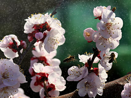 flors, blanc, primavera, casey, arbre, naturalesa, subministraments, bonic, plantes, florir, pètals, planta amb flors, flor, frescor, planta, fragilitat, vulnerabilitat, pètal, creixement, bellesa a la natura, primer pla, cap de flor, Color blanc, inflorescència, cap gent, pol·len, dia, centrar-se en primer pla, a l'aire lliure, flor de cirerer, 2K, CC0, domini públic, lliure de regalies