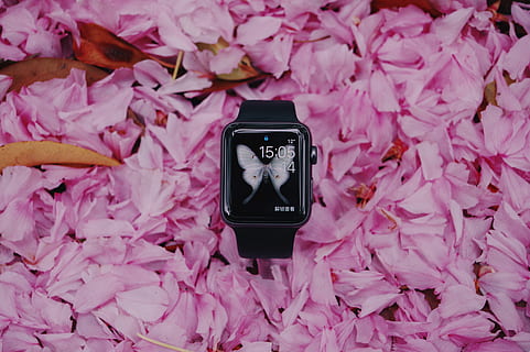 smartwatch nero, colore rosa, fiore, pianta, pianta fiorita, tecnologia, freschezza, fragilità, bellezza nella natura, vulnerabilità, natura, petalo, avvicinamento, nessuno, comunicazione, crescita, temi fotografici, all'aperto, tecnologia wireless, smart phone, abbondanza, 5K, CC0, dominio pubblico, privo di copyright