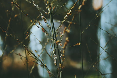 arbre, naturalesa, bosc, herba, branca, hivern, llum, planta, llum solar, al matí, full, flor, gelades, verd, reflexió, tardor, temporada, zing, fotografia macro, fenomen atmosfèric, tija de la planta, planta llenyosa, espines i espines, creixement, cap gent, dia, bellesa a la natura, enfocament selectiu, tranquil·litat, centrar-se en primer pla, primer pla, terra, a l'aire lliure, fragilitat, part de la planta, vulnerabilitat, color verd, 4K, CC0, domini públic, lliure de regalies