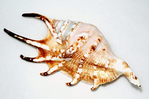 shell, seashell, big, odd, unusual, extravagant, outre, souvenir, decoration, decorative, one animal, animal wildlife, studio shot, white background, no people, sea, animal body part, indoors, sea life, full length, marine, close-up, animals in the wild, cut out, single object, side view, vertebrate, 2K, CC0, public domain, royalty free