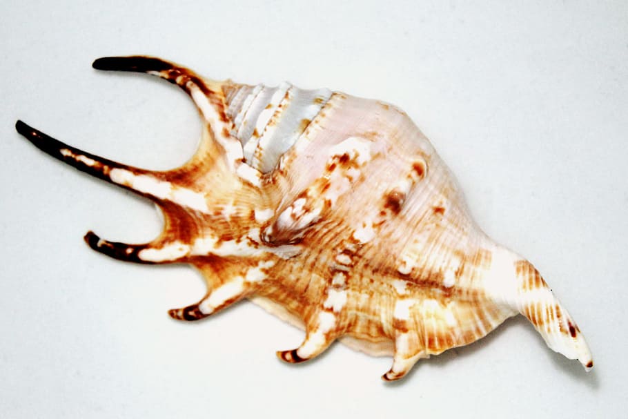 shell, petxina de mar, gran, senar, inusual, extravagant, a més, record, decoració, decoratiu, un animal, fauna animal, tir de l'estudi, fons blanc, cap gent, mar, part del cos dels animals, a l'interior, la vida marina, longitud completa, marí, primer pla, animals a la natura, tallar, sol objecte, vista lateral, vertebrats, 2K