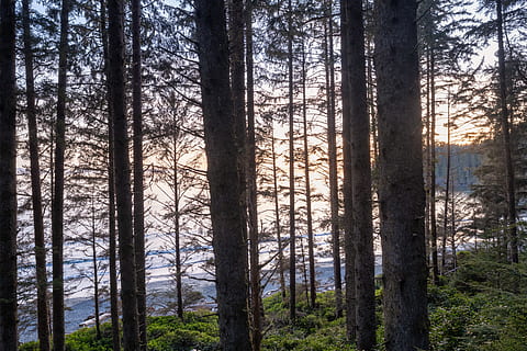 planta, arbre, tronc de l'arbre, conífera, Canadà, sooke, platja de la Xina, bosc, flamarada, llum, posta de sol, abies, avet, arbres, oceà, platja, a l'aire lliure, naturalesa, làrix, sequoia, terra, tronc, escena tranquil·la, escenics - natura, cap gent, bellesa a la natura, escena no urbana, creixement, dia, tranquil·litat, medi ambient, pi, paisatge, arbre de coníferes, bosc de pi, arbre de fulla perenne, plantació, ecosistema, 5K, CC0, domini públic, lliure de regalies