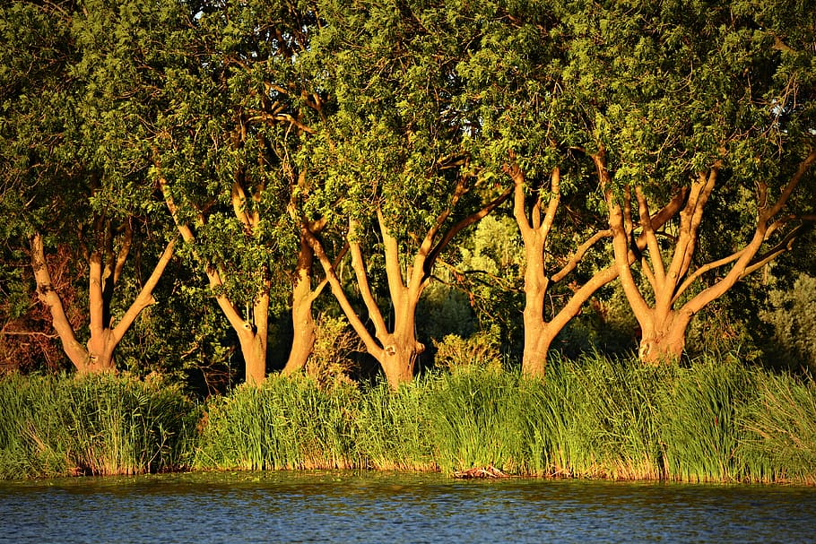 arbre vell, nodrit, branca, troncs, fusta, riu, es precipita, paisatge, rural, camp, estiu, llum solar, sol de tarda, planta, arbre, aigua, creixement, naturalesa, tranquil·litat, bellesa a la natura, llac, cap gent, dia, escena tranquil·la, davant del mar, escenics - natura, color verd, a l'aire lliure, escena no urbana, idíl·lic, terra, 4K