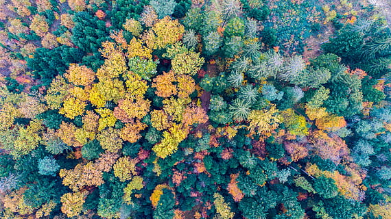 sortfarvede træer, plante, vegetation, Busk, Schweiz, schnottwil, Skov, mønster, ornament, udendørs, fraktal, hav, dyr, vand, natur, rev, ocean, hav liv, træ, tæppe, #autumn #colors #trees #forest, fuld ramme, baggrunde, dag, skønhed i naturen, vækst, ingen mennesker, høj vinkel visning, grøn farve, blomstrende plante, tæt på, ro, friskhed, blomst, sårbarhed, multi farvet, skrøbelighed, overflod, lichen, 5K, CC0, offentligt domæne, royaltyfrie