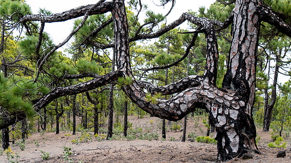 albero, pineta, natura, pino, ceppo, struttura, pianta, tronco, tronco d'albero, crescita, terra, la tranquillità, nessuno, giorno, ramo, foresta, bellezza nella natura, all'aperto, colore verde, scena tranquilla, paesaggio, scenics - natura, ambiente, campo, 4K, CC0, dominio pubblico, privo di copyright