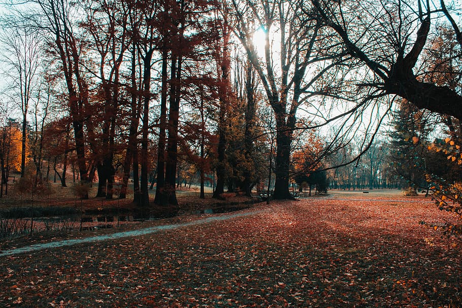 Romania, foglie, raggi, soleggiato, colori, autunno, natura, foresta, parco, alberi, albero, modificare, pianta, la tranquillità, terra, parte vegetale, bellezza nella natura, foglia, scenics - natura, giorno, nessuno, scena tranquilla, tronco d'albero, tronco, caduta, colore arancione, all'aperto, le foglie, collezione autunnale, 5K
