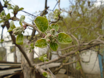 ukraine, green, appletree, tree, blue, white, spring, red, closeup, garden, village, countryside, brown, plant, growth, plant part, leaf, focus on foreground, nature, branch, close-up, green color, beauty in nature, no people, day, food, selective focus, food and drink, healthy eating, fruit, freshness, outdoors, leaves, 2K, CC0, public domain, royalty free