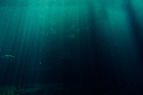 fish underwater, blue, blur, color, dark, deep, deep sea, explore, fish, marine life, mobile wallpaper, ocean, sea, underwater, water, no people, night, nature, green color, drop, wet, transparent, rain, backgrounds, motion, scenics - nature, outdoors, land, full frame, raindrop, 5K, CC0, public domain, royalty free