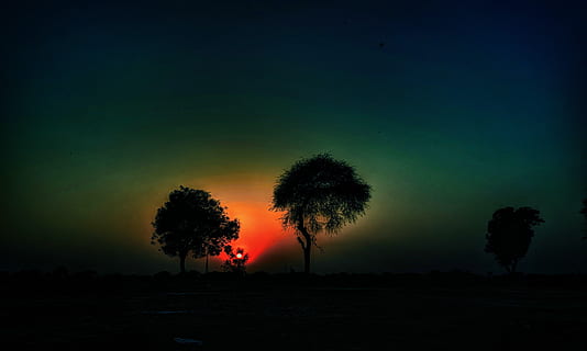 Índia, jind, arbre, planta, cel, silueta, terra, bellesa a la natura, naturalesa, tranquil·litat, camp, escena tranquil·la, nit, escenics - natura, creixement, medi ambient, a l'aire lliure, cap gent, color taronja, paisatge, idíl·lic, posta de sol, 4K, CC0, domini públic, lliure de regalies