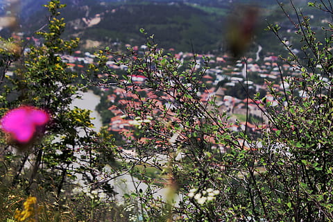 Geòrgia, mtskheta, planta, flor, planta amb flors, creixement, bellesa a la natura, naturalesa, frescor, vulnerabilitat, fragilitat, dia, cap gent, enfocament selectiu, terra, camp, tranquil·litat, a l'aire lliure, centrar-se en primer pla, color rosa, arbre, llum solar, porpra, 4K, CC0, domini públic, lliure de regalies