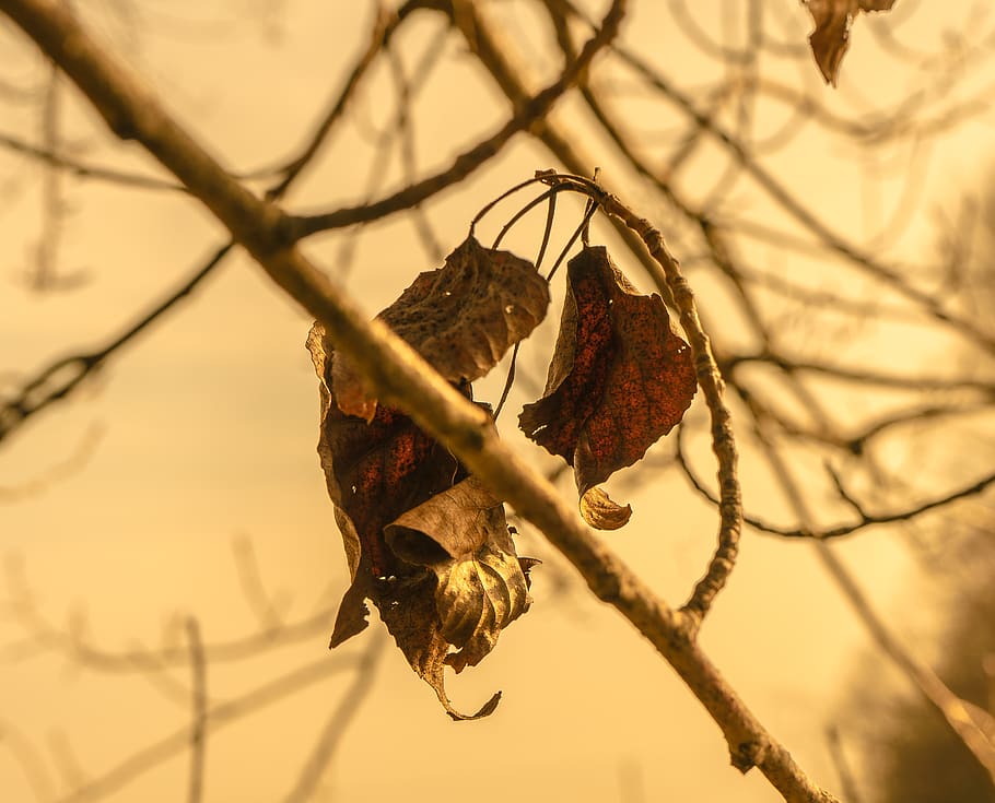 pianta, foglia, albero, uccello, animale, insetto, invertebrato, Ape, trasparenza, luce del sole, splendore, foglie dorate, aracnide, ragno, natura, all'aperto, nido di uccello, nido, foglia di acero, ramo, concentrarsi sulle conoscenze acquisite, nessuno, avvicinamento, asciutto, giorno, parte vegetale, messa a fuoco selettiva, Marrone, ramoscello, bellezza nella natura, albero nudo, pianta essiccata, frutta, autunno, pianta morta, secco, 2K