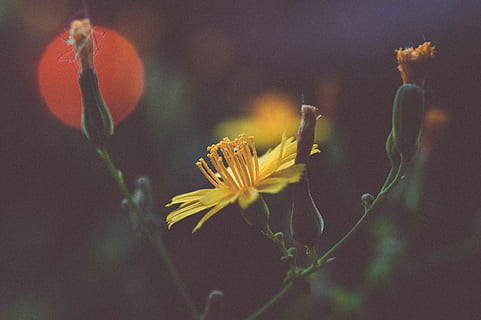 flower, setting sun, flowering plant, beauty in nature, plant, close-up, fragility, vulnerability, growth, freshness, focus on foreground, yellow, nature, flower head, petal, no people, plant stem, inflorescence, selective focus, outdoors, day, sepal, pollen, softness, 2K, CC0, public domain, royalty free