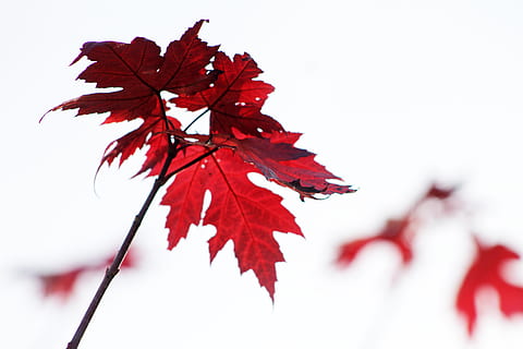 hoja, hojas, rojo, otoño, follaje, hoja de arce, parte de la planta, árbol de arce, árbol, naturaleza, cambio, planta, de cerca, rama, nadie, al aire libre, centrarse en primer plano, día, belleza en la naturaleza, enfoque selectivo, Fondo blanco, condición natural, colección de otoño, 4K, CC0, dominio público, libre de derechos