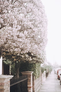 completo, floración, Cereza, árbol de flores, planta, naturaleza, flor, al aire libre, flor de cerezo, nieve, neutral, felicidad, arboles, sueño, flores de tono neutro, las flores, flores mínimas, soñador, minimalismo, Flores moradas, vehículo, automóvil, coche, árbol, planta floreciendo, frescura, fragilidad, crecimiento, día, primavera, belleza en la naturaleza, centrarse en primer plano, arquitectura, sendero, estructura construida, personas incidentales, vulnerabilidad, Cerezo, treelined, 5K, CC0, dominio público, libre de derechos