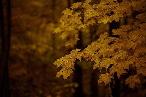 arbre verd, full, planta, arbre, maple, Estats Units, turons de Farmington, fulla d'auró, a l'aire lliure, naturalesa, tardor, profunditat de camp, bosc, fulles, estacional, caure, fosc, al matí, collita, agraït, part de la planta, primer pla, bellesa a la natura, creixement, centrar-se en primer pla, enfocament selectiu, cap gent, canvi, dia, groc, tranquil·litat, branca, terra, col·lecció de tardor, condició natural, 5K, CC0, domini públic, lliure de regalies