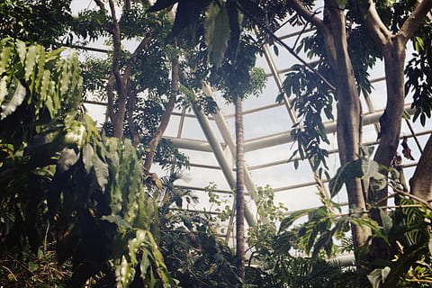 alberi, dentro, cornice metallica, giardino, all'aperto, pergolato, veranda, terrazza, pergola, pianta, animale, uccello, panda minore, orso, natura, mammifero, accipiter, ardesia, foglia, serra, Bradipo tridattilo, bradipo, albero, crescita, parte vegetale, bellezza nella natura, nessuno, giorno, colore verde, Inquadratura dal basso, ramo, luce del sole, clima tropicale, la tranquillità, architettura, agricoltura, cortile anteriore o posteriore, Palma, 8K, CC0, dominio pubblico, privo di copyright
