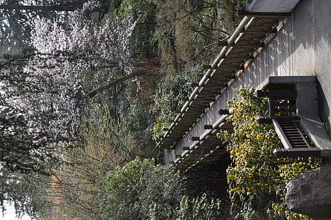pont, arbres, la llum del dia, a l'aire lliure, jardí, arbor, planta, barana, flor, passeig marítim, edifici, pissarra, Camí, naturalesa, tronc de l'arbre, arbre, porxo, flor de cirerer, pati, arquitectura, estructura construïda, creixement, cap gent, dia, aigua, bosc, exterior de l'edifici, vista d’angle baix, terra, casa, connexió, sostre, bellesa a la natura, 5K, CC0, domini públic, lliure de regalies