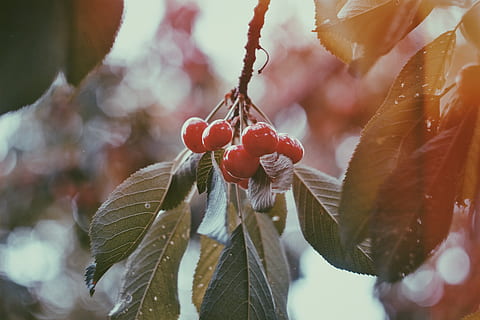 rot, Obst, Kirsche, frisch, Baum, Blatt, Pflanze, Ernte, Bauernhof, Lebensmittel, Bokeh, verwischen, Pflanzenteil, Fokus auf den Vordergrund, Wachstum, Nahansicht, gesundes Essen, Essen und Trinken, Natur, Tag, Frische, Schönheit in der Natur, keine Leute, draußen, selektiver Fokus, Winter, reif, Vogelbeere, 4K, CC0, gemeinfrei, lizenzfrei