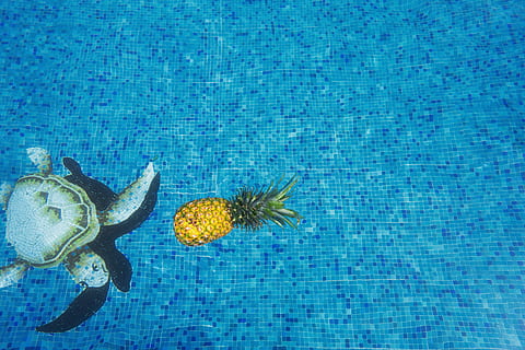 fruita de pinya groga, animal, temes d'animals, fauna animal, blau, piscina, animals a la natura, cap gent, naturalesa, aigua, flotant, un animal, flor, flotant a l'aigua, primer pla, dia, bellesa a la natura, vista d’angle alt, planta amb flors, papallona - insecte, 5K, CC0, domini públic, lliure de regalies