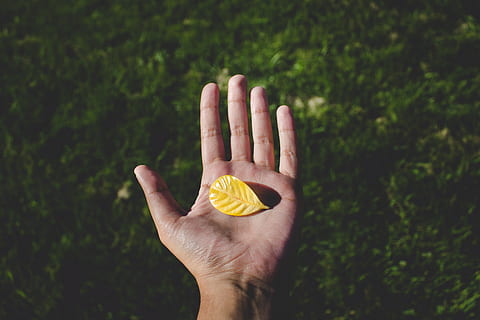 grønn, gress, blad, falle, høst, hånd, menneskelig hånd, menneskelig kroppsdel, ekte folk, ukjennelig person, én person, kroppsdel, natur, anlegg, holding, personlig perspektiv, finger, menneskelig finger, spise sunt, nærbilde, fokusere på forgrunnen, livsstil, dag, friskhet, utendørs, oransje, 5K, CC0, offentlig domene, opphavsrett gratis