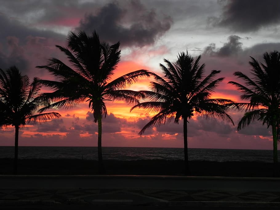 cabedelo, Brasil, cocos, platja, sunraise, cel, Palmera, aigua, escenics - natura, bellesa a la natura, posta de sol, mar, clima tropical, arbre, silueta, núvol - cel, tranquil·litat, escena tranquil·la, horitzó sobre l’aigua, naturalesa, terra, planta, cap gent, a l'aire lliure, palmera de coco, 2K