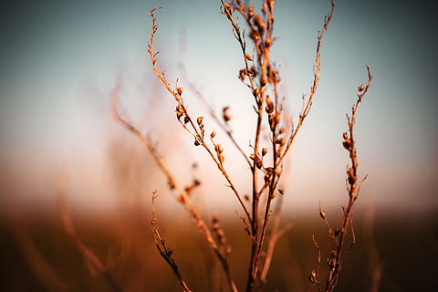 fotografía de enfoque selectivo, planta, difuminar, marrón, amanecer, Rocío, seco, campo, flor, hierba, crecimiento, ligero, naturaleza, enfoque selectivo, verano, puesta de sol, madera, belleza en la naturaleza, nadie, tranquilidad, de cerca, centrarse en primer plano, cielo, día, al aire libre, cultivo, agricultura, tierra, planta de cereal, escena rural, paisaje, 5K, CC0, dominio público, libre de derechos