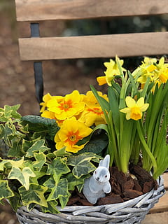 osterglocken, อีสเตอร์, ฤดูใบไม้ผลิ, สีเหลือง, แดฟโฟดิ, ดอกไม้, ปลูก, ธรรมชาติ, ไม้ดอก, การเจริญเติบโต, เลี้ยงลูกด้วยนม, สัตว์, ธีมสัตว์, ความงามในธรรมชาติ, ความบอบบาง, สัตว์หนึ่งตัว, ความสด, ความอ่อนแอ, สัตว์เลี้ยง, ไม่มีคน, หัวดอกไม้, วัน, ในประเทศ, กระถางดอกไม้, 4K, CC0, โดเมนสาธารณะ, ค่าลิขสิทธิ์ฟรี