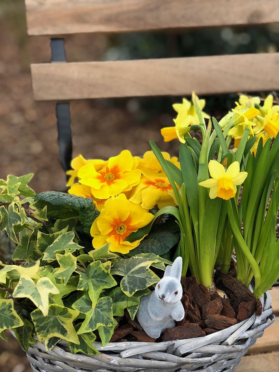 osterglocken, Pasqua, primavera, groc, narcisos, flor, planta, naturalesa, planta amb flors, creixement, mamífer, animal, temes d'animals, bellesa a la natura, fragilitat, un animal, frescor, vulnerabilitat, animals domèstics, cap gent, cap de flor, mascotes, dia, nacional, test de flor, 4K