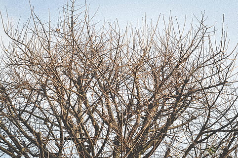 træer, grene, vinter, træ, afdeling, bare træ, plante, lav vinkel visning, himmel, ingen mennesker, ro, natur, dag, skønhed i naturen, vækst, udendørs, skyfri himmel, scenics - natur, baggrunde, kold temperatur, ikke-urbane scene, kompleksitet, 2K, CC0, offentligt domæne, royaltyfrie