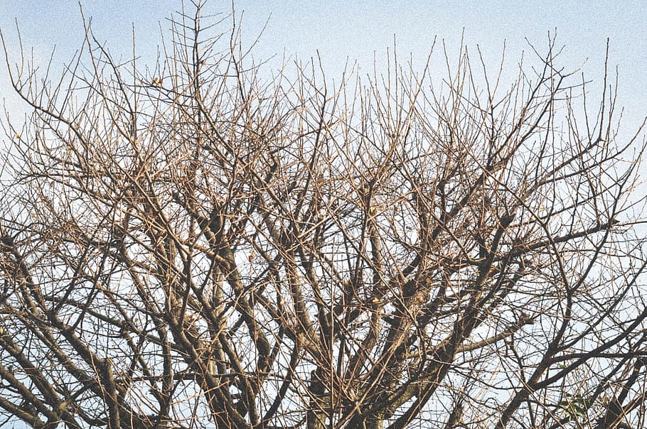 arbres, branques, hivern, arbre, branca, arbre nu, planta, vista d’angle baix, cel, cap gent, tranquil·litat, naturalesa, dia, bellesa a la natura, creixement, a l'aire lliure, cel clar, escenics - natura, fons, temperatura de fred, escena no urbana, complexitat, 2K