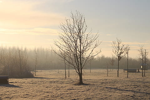 frost, dawn, tree, sapling, cold, nature, landscape, morning, sky, scenic, ice, outdoors, mist, scenery, fog, tranquil scene, land, scenics - nature, tranquility, bare tree, beauty in nature, sunset, plant, non-urban scene, environment, field, cloud - sky, winter, no people, cold temperature, 5K, CC0, public domain, royalty free