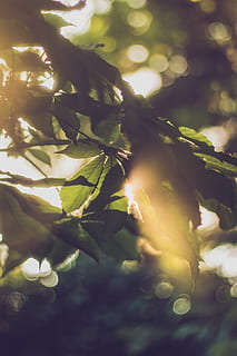 wallpaper, background, lightbeam, light, sun, nature, leafes, orange, green, dusty, bokeh, garden, plant, sunlight, beauty in nature, growth, no people, tree, close-up, leaf, plant part, lens flare, day, tranquility, outdoors, sunbeam, selective focus, green color, branch, bright, streaming, brightly lit, 5K, CC0, public domain, royalty free