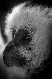 langur, scimmia, un animale, mammifero, temi animali, animale, domestico, animali domestici, parte del corpo animale, vertebrato, avvicinamento, cane, canino, testa di animale, nessuno, peli di animali, in casa, guardando lontano, analizzare, cercare, guardare, capelli, ritratto, grugno, naso animale, occhio animale, 4K, CC0, dominio pubblico, privo di copyright