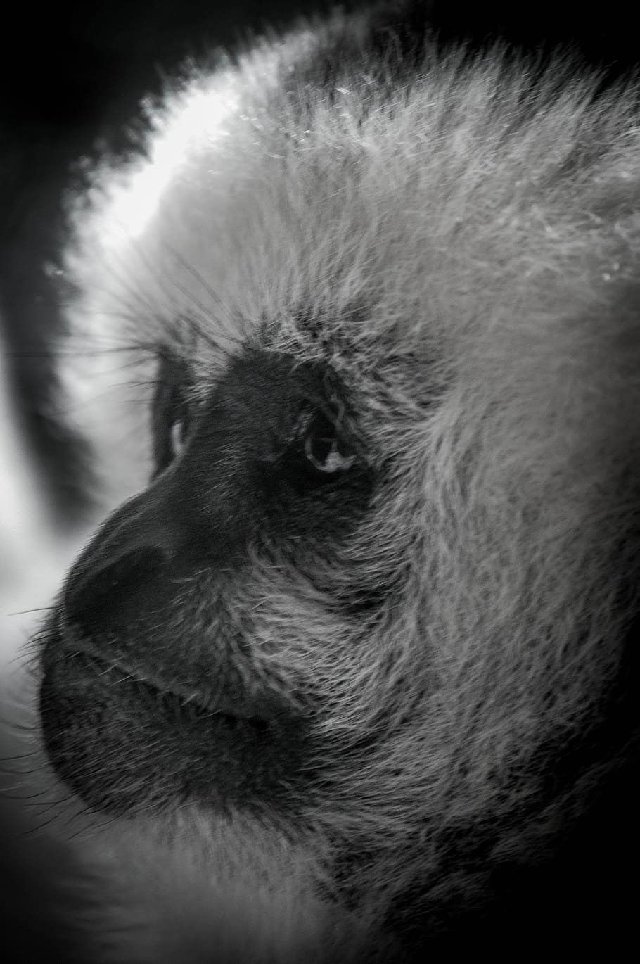 langur, scimmia, un animale, mammifero, temi animali, animale, domestico, animali domestici, parte del corpo animale, vertebrato, avvicinamento, cane, canino, testa di animale, nessuno, peli di animali, in casa, guardando lontano, analizzare, cercare, guardare, capelli, ritratto, grugno, naso animale, occhio animale, 4K