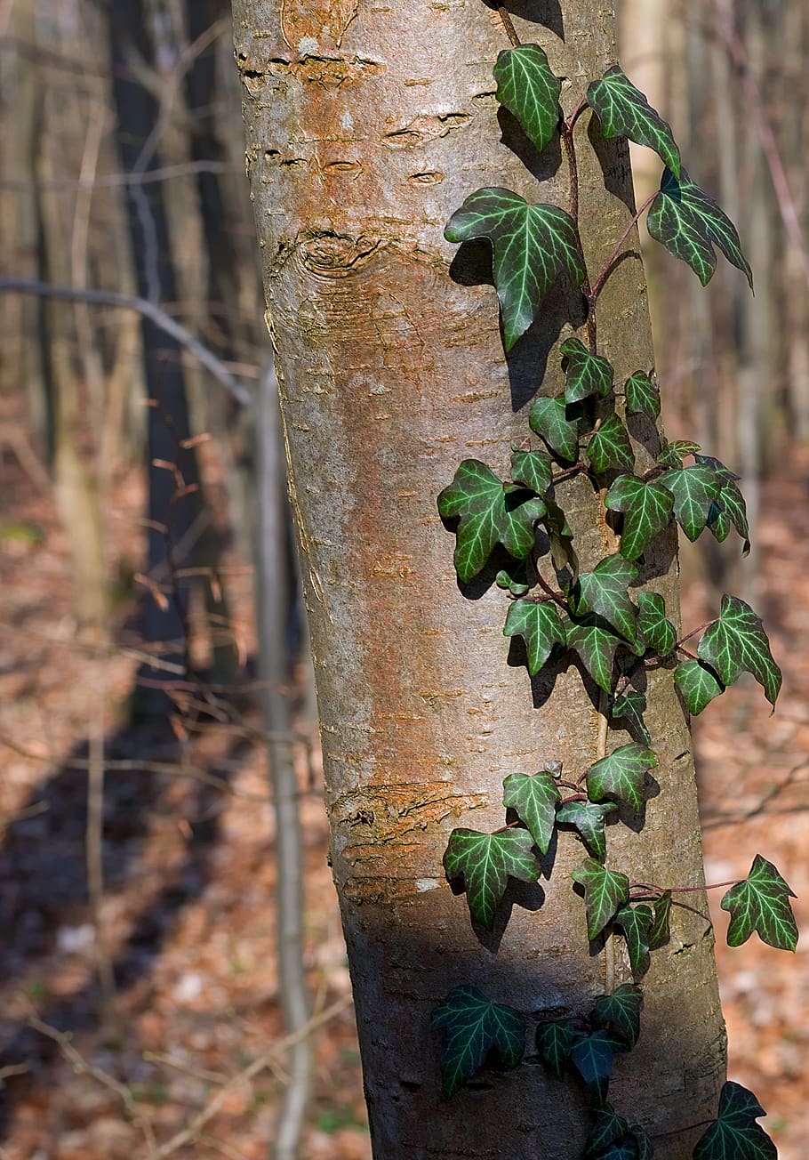 albero, foresta, edera, ceppo, pianta rampicante, fouling, Efeuranke, pianta, foglia, crescita, parte vegetale, tronco d'albero, tronco, natura, colore verde, concentrarsi sulle conoscenze acquisite, giorno, nessuno, terra, all'aperto, bellezza nella natura, avvicinamento, la tranquillità, 4K