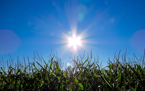 grønt græsfelt, Sky, farve spil, majs, kornmark, daggry, gård, Mark, flora, græs, Hayfield, horisont, landskab, græsplæne, lys, natur, himmel, jord, stjerne, sommer, sol, solstråle, solnedgang, sollys, linseflare, skønhed i naturen, plante, vækst, ingen mennesker, ro, dag, grøn farve, lav vinkel visning, solrig, udendørs, rolig scene, scenics - natur, lyse, Stærkt oplyst, 2K, CC0, offentligt domæne, royaltyfrie