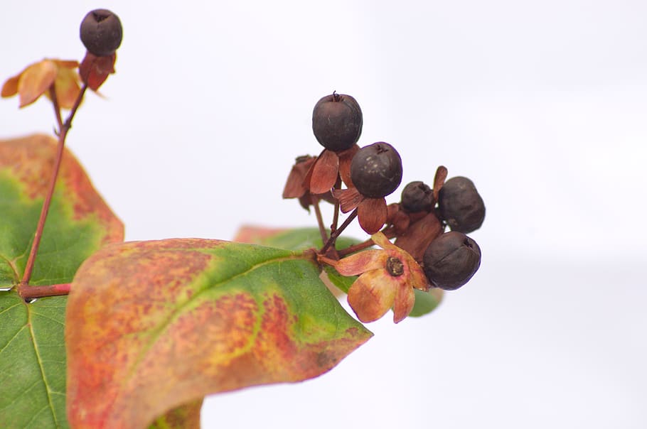 hypericum, baies, full, naturalesa, fulles, verd, planta, jardineria, marró, botànica, jardí, menjar i beguda, menjar, primer pla, alimentació saludable, fruita, part de la planta, a l'aire lliure, frescor, dia, tir de l'estudi, centrar-se en primer pla, benestar, cap gent, formiga, insecte, invertebrat, madur, 2K