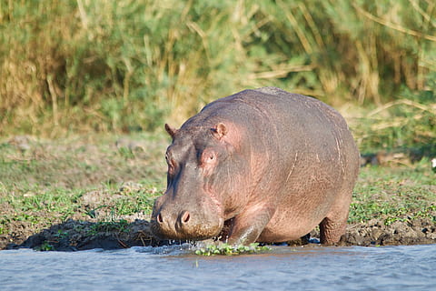 malawi, EUA, temes d'animals, animal, mamífer, un animal, fauna animal, aigua, animals a la natura, cap gent, naturalesa, hipopòtam, dia, herba, planta, vista lateral, vertebrats, a l'aire lliure, safari, riu, herbívors, 5K, CC0, domini públic, lliure de regalies