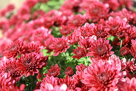 Blumen, Rosa, winzig, blühende Pflanze, Blume, Frische, Zerbrechlichkeit, Verletzlichkeit, Schönheit in der Natur, Pflanze, pinke Farbe, Blütenblatt, Nahansicht, Wachstum, Blütenkopf, Blütenstand, selektiver Fokus, Natur, Tag, keine Leute, rot, Vollbild, Hintergründe, draußen, Blumenstrauß, Blumenschmuck, 5K, CC0, gemeinfrei, lizenzfrei