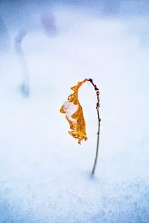 vinter, ark, natur, makro, sne, Skov, gul, blå, kold, løv, blade, kold temperatur, tæt på, ingen mennesker, mad og drikke, mad, sund kost, Frosset, fokus på forgrunden, dag, frugt, orange farve, blad, plante del, hvid farve, plante, is, smeltning, 5K, CC0, offentligt domæne, royaltyfrie