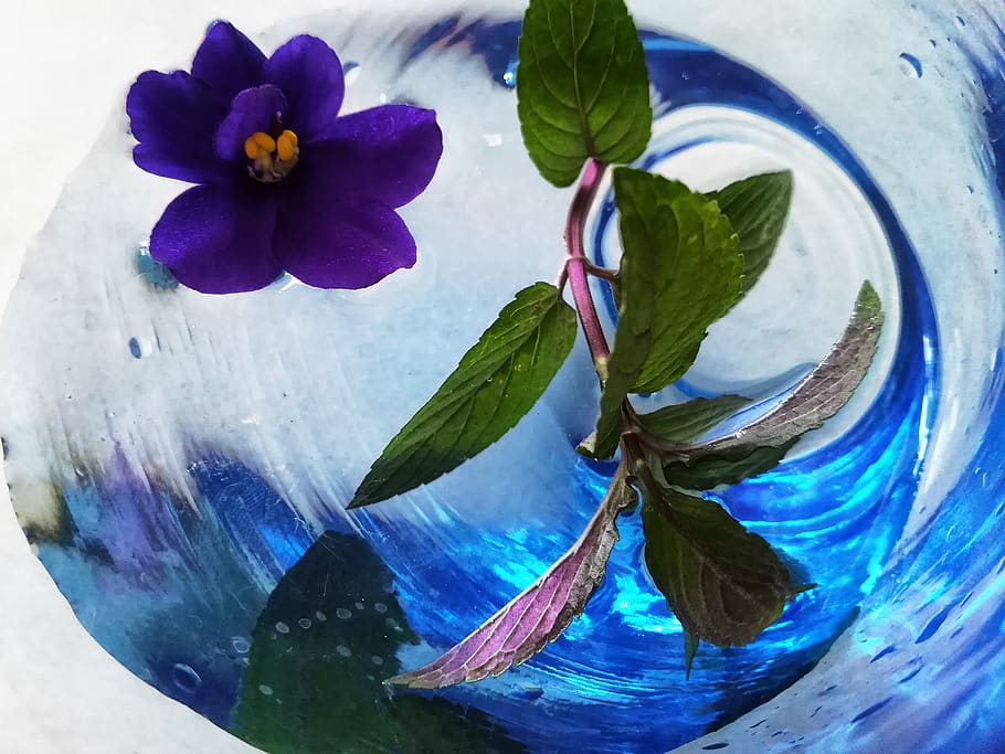 abstrakt, blomst, baggrund, kunst, blomster, farver, kunstnerisk, natur, naturlig, dekorative, skønhed, forår, ornament, ydre, pæn, plante, blad, grøn, element, kampagne, fred, violet, atmosfære, glas, refleksioner, blomstrende plante, tæt på, friskhed, plante del, ingen mennesker, skønhed i naturen, vand, sårbarhed, indendørs, blå, skrøbelighed, kronblad, glas - materiale, blomsterhoved, lilla, 4K