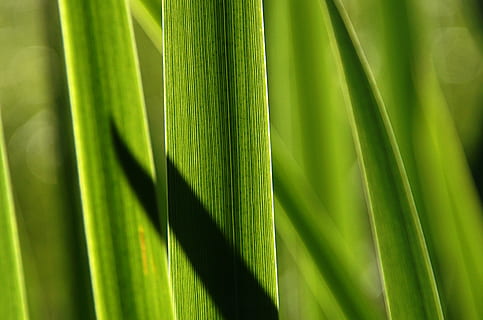 herba, canya, ombra, aigua, vora de l'estany, humor, herbes, planta, joc d'ombres, moviment, verd, banc, llum solar, medi ambient, textura, fons, factura, halm, superfície, patró, estructura, color verd, creixement, cap gent, full, part de la planta, primer pla, naturalesa, Palmera, fulla de palma, marc complet, bellesa a la natura, frescor, dia, agricultura, a l'aire lliure, clima tropical, primer pla extrem, vegetals, fulla d'herba, 2K, CC0, domini públic, lliure de regalies