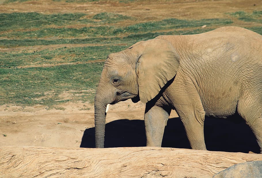 elefante marrone, mammifero, elefante, natura, animale, uccelli acquatici, uccello, avorio, terra, Ardeidae, tigre, prateria, savana, campo, all'aperto, zebra, zoo, Airone, Leone, temi animali, fauna selvatica, animali allo stato selvatico, un animale, vertebrato, vista laterale, nessuno, safari, giorno, luce del sole, parte del corpo animale, paesaggio, in piedi, tronco animale, elefante africano, erbivoro, vista profilo, 5K