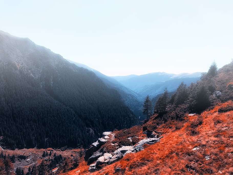 trees on mountains, mountain, valley, blue, forest, tree, outdoors, crest, mountain range, nature, autumn, fall, orange, red, alps, wilderness, flora, plant, conifer, peak, scenery, scenics - nature, sky, beauty in nature, tranquility, tranquil scene, environment, landscape, no people, non-urban scene, day, land, idyllic, change, 4K