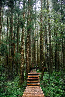 empty, wooden, pathway, trees, barbaric, boardwalk, environment, footpath, forest, green, greenery, guidance, HD wallpaper, hike, jungle, landscape, park, trail, woods, tree, plant, land, the way forward, growth, tranquility, direction, trunk, tree trunk, woodland, day, beauty in nature, nature, green color, no people, tranquil scene, architecture, non-urban scene, outdoors, bamboo - plant, treelined, 5K, CC0, public domain, royalty free