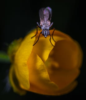 makro foto, svart, lacewing, perched, gul, blomst, bug, nærbilde, fly, insekt, litt, makro, blomstrende plante, petal, anlegg, skjønnhet i naturen, skjørhet, sårbarhet, friskhet, blomsterhodet, ett dyr, inflorescence, ingen folk, virvelløse, natur, dyre temaer, vekst, svart bakgrunn, pollinering, pollen, lilla, 2K, CC0, offentlig domene, opphavsrett gratis