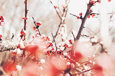 arbre de fulles blanques, arbre, branca, planta, creixement, flor, frescor, enfocament selectiu, fragilitat, bellesa a la natura, planta amb flors, cap gent, vermell, naturalesa, dia, primer pla, primavera, vulnerabilitat, color rosa, flor de pruna, flor de cirerer, a l'aire lliure, cirerer, 5K, CC0, domini públic, lliure de regalies