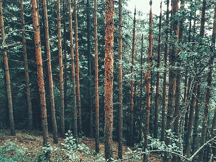 bulgària, bansko, pi, arbres, naturalesa, verd, bosc, arbre, planta, terra, tronc, tronc de l'arbre, creixement, tranquil·litat, bellesa a la natura, dia, cap gent, escena no urbana, escena tranquil·la, escenics - natura, a l'aire lliure, remot, bambú, desert, arbre de fulla perenne, bambú - planta, arbre de coníferes, 4K, CC0, domini públic, lliure de regalies